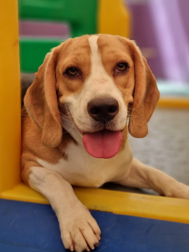 Cachorro_#4