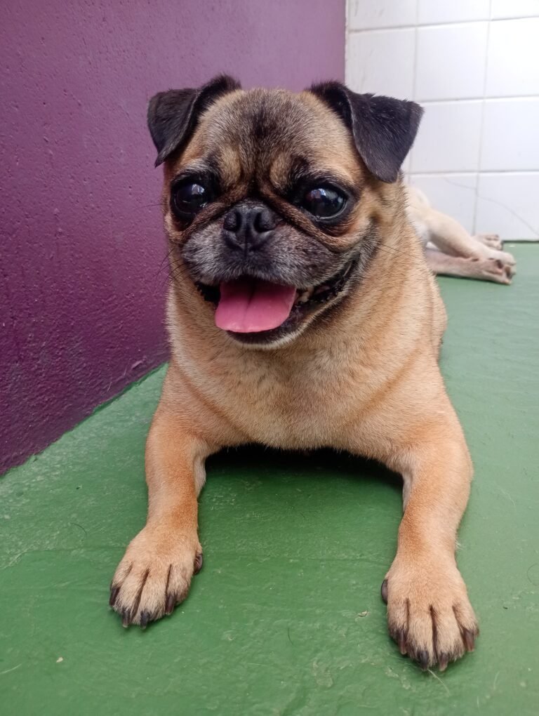 Cachorro_#7