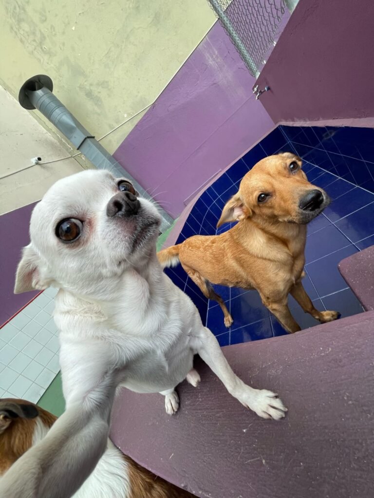 Cachorro_#8